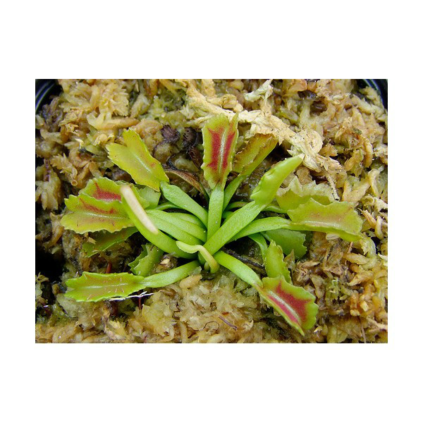 “开云电竞中国”小S自曝下车露底裤(图2) 开云电竞官方网站