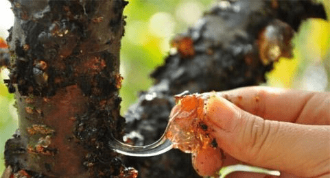 桃胶到底是什么?吃了有什么利益?桃胶要怎样做吃起来才最鲜味?|开云电竞(图1)
桃胶到底是什么?吃了有什么利益?桃胶要怎样做吃起来才最鲜味?|开云电竞(图1)