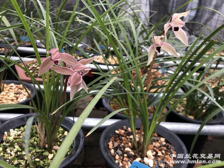 “开云电竞官方网站”贝利抨击梅西:错过最后夺冠机会 发飙非常不专业(图1) 开云电竞中国